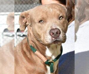 American Pit Bull Terrier Dogs for adoption in Nashville, IN, USA