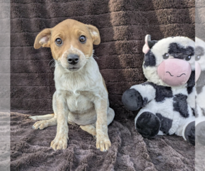 Mutt Dogs for adoption in Fresno, CA, USA