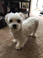 Maltese Dogs for adoption in Cary, NC, USA