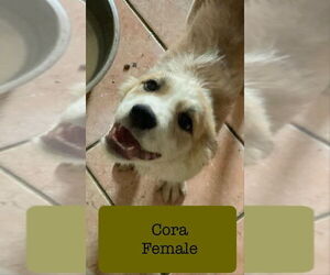 Border Collie-Great Pyrenees Mix Dogs for adoption in Aurora, IN, USA