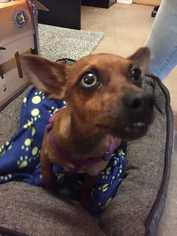 Dachshund Dogs for adoption in Elmsford, NY, USA