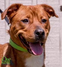 Mutt Dogs for adoption in savannah, GA, USA