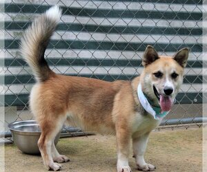 Huskies -Pembroke Welsh Corgi Mix Dogs for adoption in Wetumpka, AL, USA