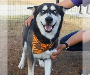 Siberian Husky-Unknown Mix Dogs for adoption in San Antonio, TX, USA