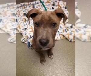 American Pit Bull Terrier-Unknown Mix Dogs for adoption in Las Vegas, NV, USA