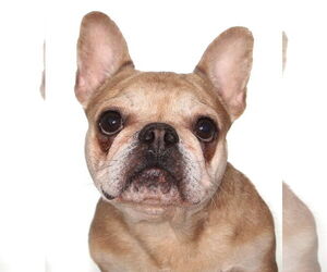 French Bulldog-Unknown Mix Dogs for adoption in Oakland Park, FL, USA