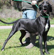 Great Dane Dogs for adoption in Prattville, AL, USA