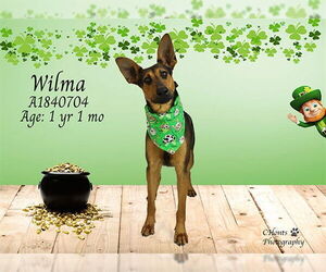 Doberman Pinscher-Unknown Mix Dogs for adoption in Riverside, CA, USA