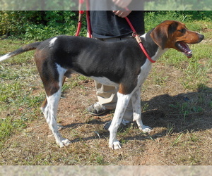 Treeing Walker Coonhound Dogs for adoption in Dickson, TN, USA