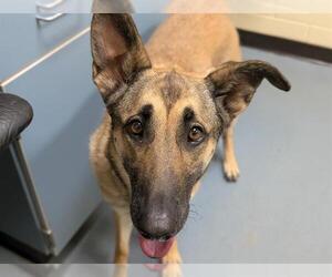 Mutt Dogs for adoption in Denver, CO, USA