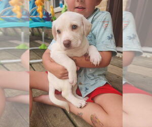 Labrador Retriever-Unknown Mix Dogs for adoption in New London, WI, USA