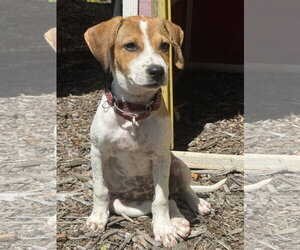 Labrador Retriever-Unknown Mix Dogs for adoption in Jefferson, NJ, USA