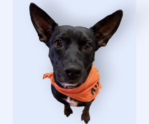 Mutt Dogs for adoption in Rockville, MD, USA