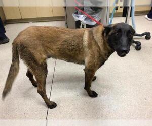 Mutt Dogs for adoption in Riverside, CA, USA