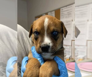 Jack Russell Terrier-Rhodesian Ridgeback Mix Dogs for adoption in Bolivar, MO, USA