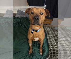 Labrador Retriever-Unknown Mix Dogs for adoption in Minneapolis, MN, USA