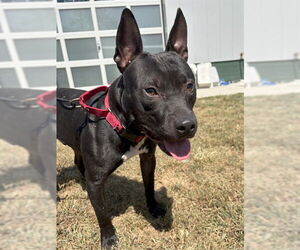 American Pit Bull Terrier Dogs for adoption in Waterford, VA, USA