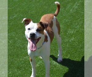 Staffordshire Bull Terrier-Unknown Mix Dogs for adoption in Murfreesboro, TN, USA