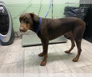 Doberman Pinscher-Unknown Mix Dogs for adoption in Grand Prairie, TX, USA