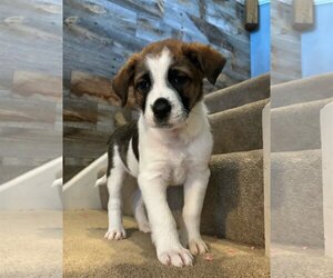 Australian Shepherd-Great Pyrenees Mix Dogs for adoption in Hillsboro, MO, USA