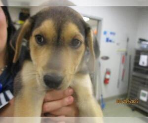 Catahoula Leopard Dog-Unknown Mix Dogs for adoption in Oklahoma City, OK, USA