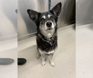 Siberian Husky Dogs for adoption in Fairbanks, AK, USA