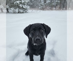Golden Labrador Dogs for adoption in MIDWAY, UT, USA