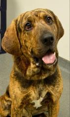 Small Plott Hound Mix