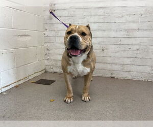 American Pit Bull Terrier Dogs for adoption in San Bernardino, CA, USA