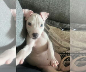 American Pit Bull Terrier-Unknown Mix Dogs for adoption in Lakewood, CO, USA