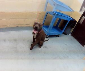 American Pit Bull Terrier Dogs for adoption in Tulsa, OK, USA