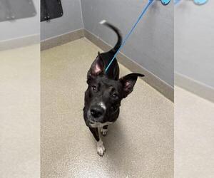 American Pit Bull Terrier-Unknown Mix Dogs for adoption in Las Vegas, NV, USA