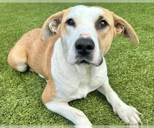 American Staffordshire Terrier-Unknown Mix Dogs for adoption in Raleigh, NC, USA