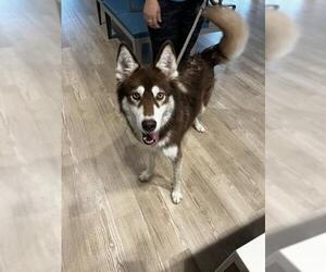Siberian Husky Dogs for adoption in Pearland, TX, USA
