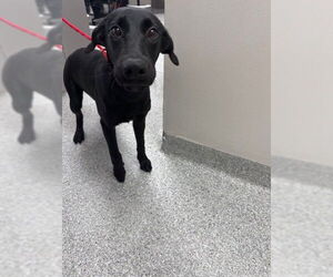 Labrador Retriever-Unknown Mix Dogs for adoption in Pasadena, TX, USA