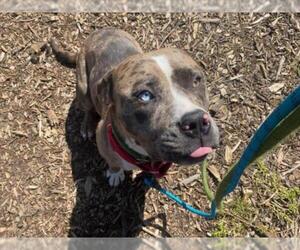 American Pit Bull Terrier Dogs for adoption in Fremont, CA, USA