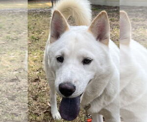 Akita-Siberian Husky Mix Dogs for adoption in Oviedo, FL, USA