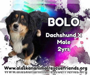 Dorgi Dogs for adoption in Anchorage, AK, USA