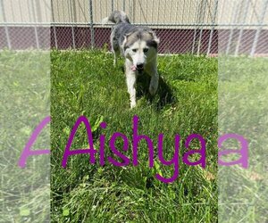 - Mix Dogs for adoption in Kendallville, IN, USA