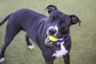 Small American Pit Bull Terrier Mix