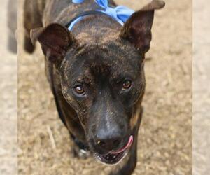 American Staffordshire Terrier-Unknown Mix Dogs for adoption in San Antonio, TX, USA