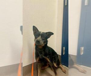 Australian Cattle Dog Dogs for adoption in HESPERIA, CA, USA