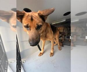 German Shepherd Dog Dogs for adoption in Houston, TX, USA