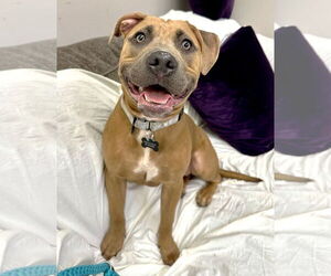 Boxer-Unknown Mix Dogs for adoption in Rockaway, NJ, USA