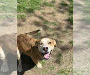 Carolina Dog-Huskies Mix Dogs for adoption in Shreveport, LA, USA