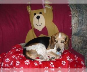 Beagle Dogs for adoption in Alexandria, KY, USA