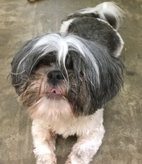 Shih Tzu Dogs for adoption in Little Elm, TX, USA