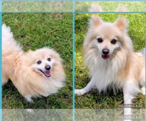 Pomeranian-Unknown Mix Dogs for adoption in Cranston, RI, USA