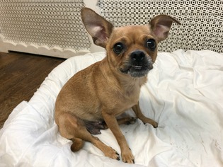 Chihuahua Dogs for adoption in Armonk, NY, USA