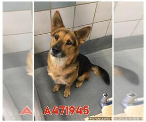 German Shepherd Dog-Unknown Mix Dogs for adoption in San Antonio, TX, USA